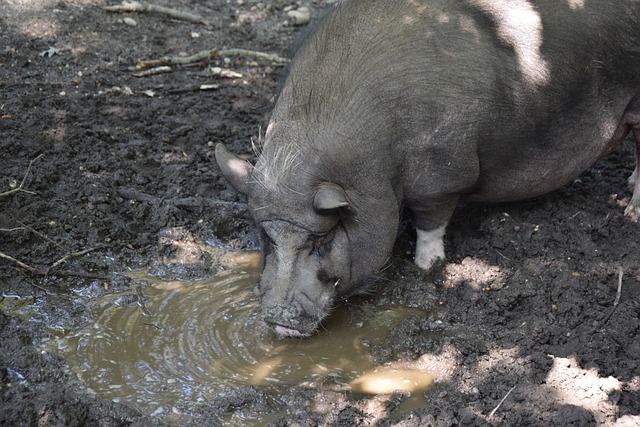 够在众多国 够在众多国